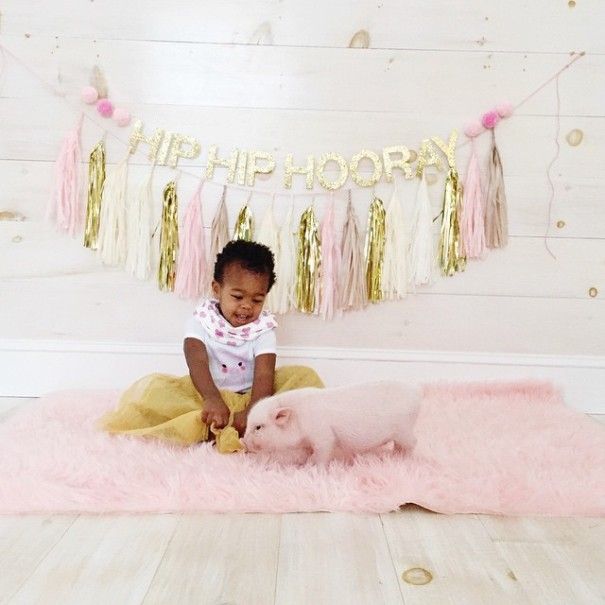 domestic pig pet with a little kid