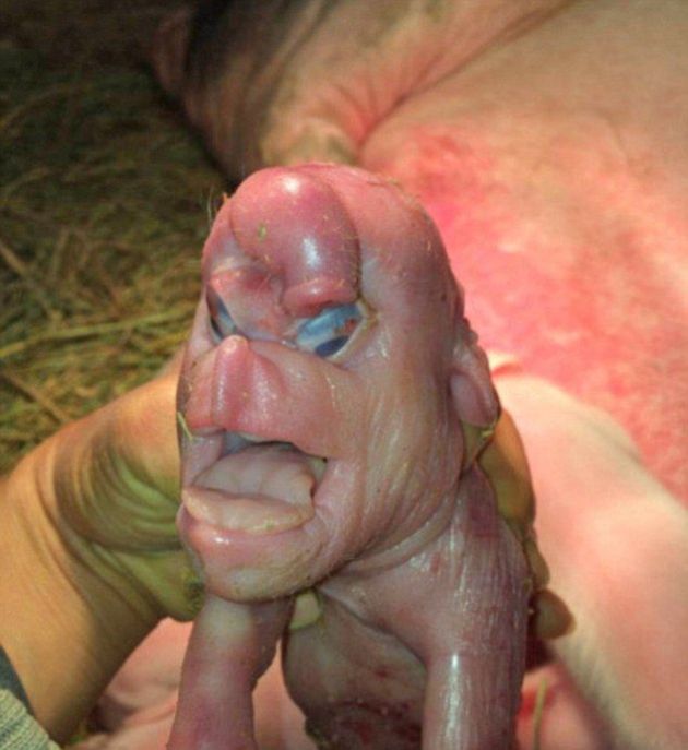 piglet with a human face