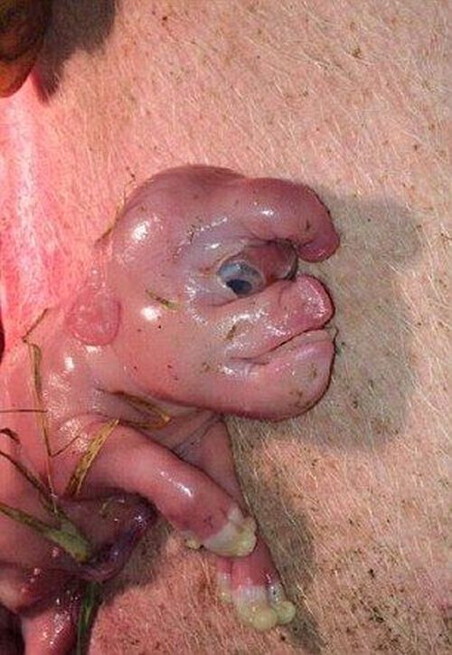 piglet with a human face