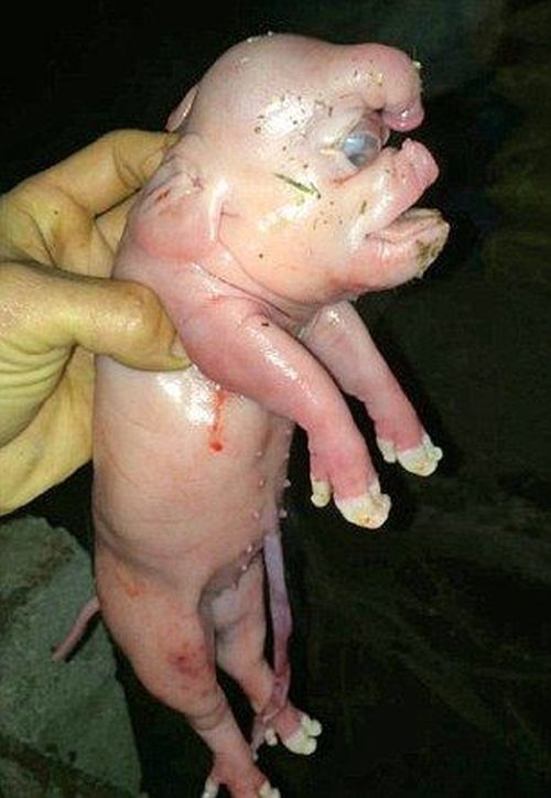 piglet with a human face