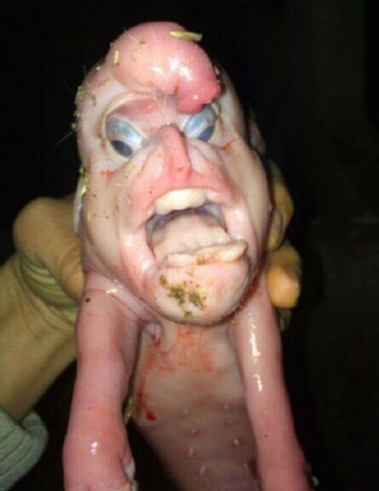 piglet with a human face