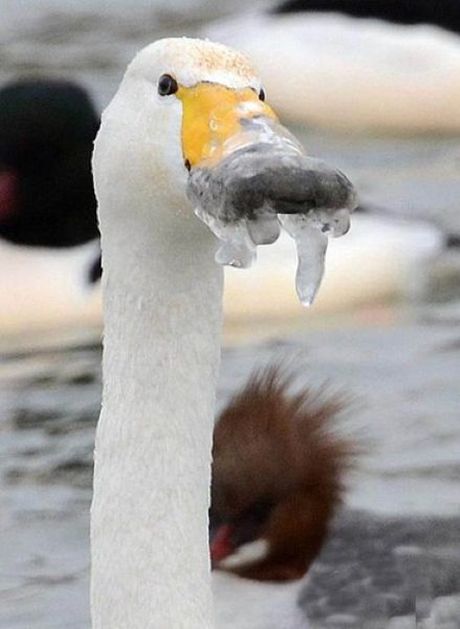 rescuing swan with a frozen beak