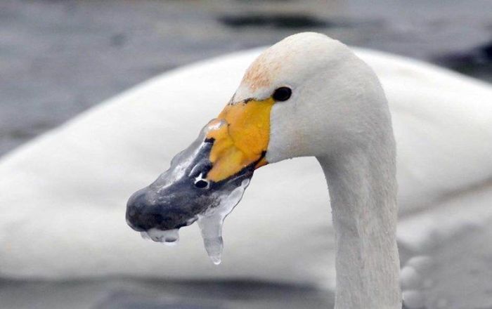 rescuing swan with a frozen beak