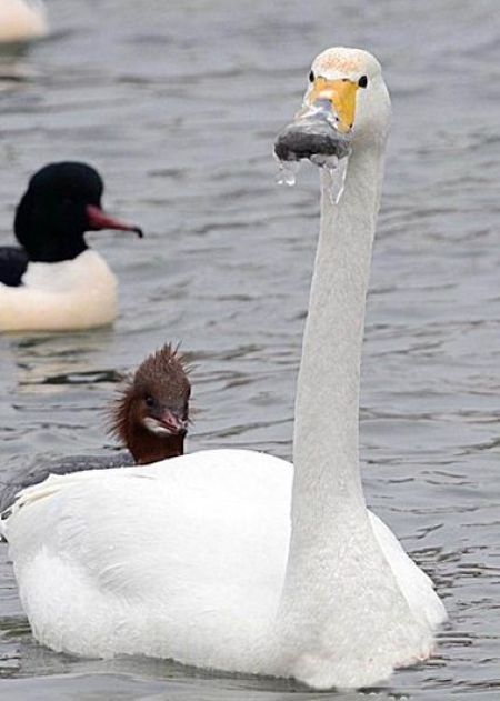 rescuing swan with a frozen beak