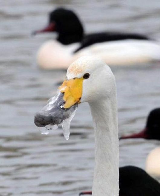 rescuing swan with a frozen beak