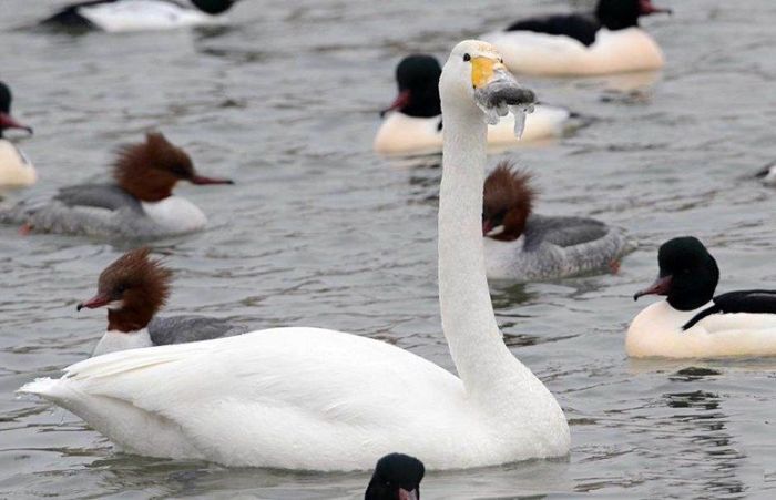 rescuing swan with a frozen beak