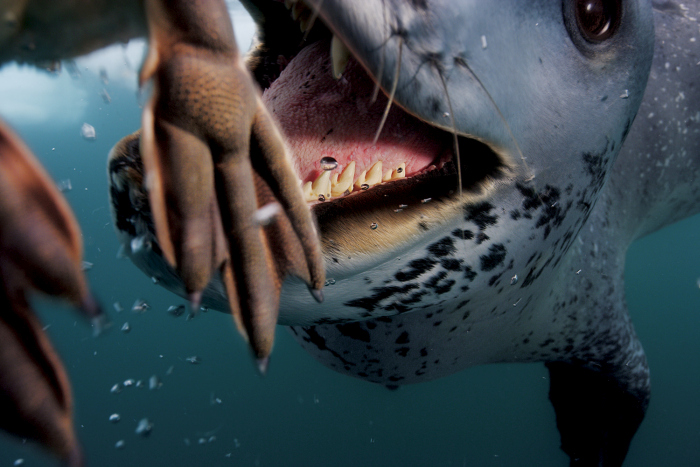 Wildlife photography by Paul Nicklen