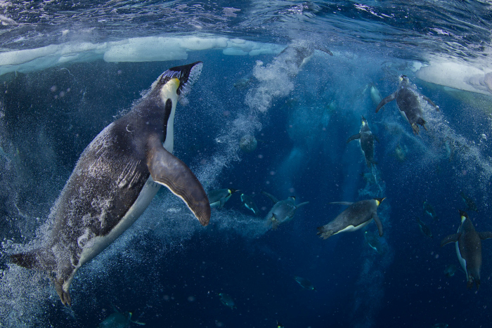 Wildlife photography by Paul Nicklen