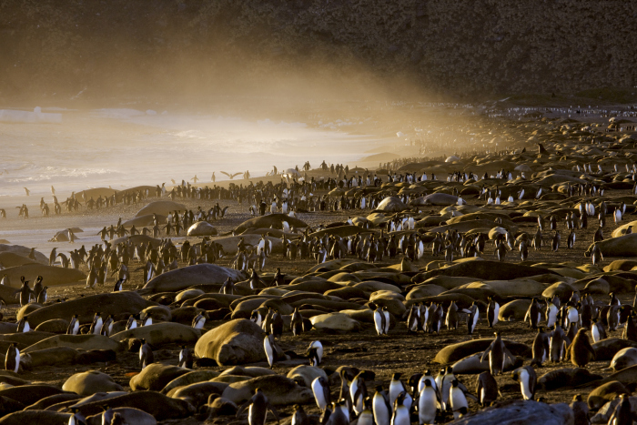 Wildlife photography by Paul Nicklen