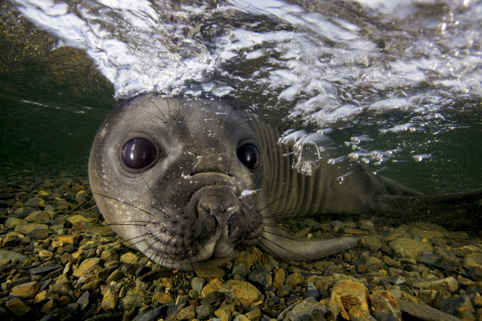 Wildlife photography by Paul Nicklen