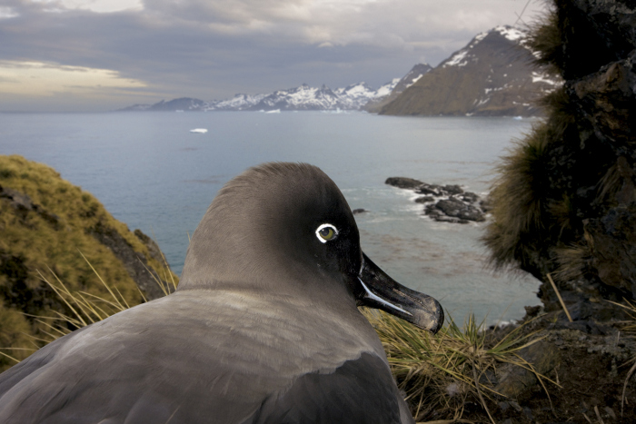 Wildlife photography by Paul Nicklen