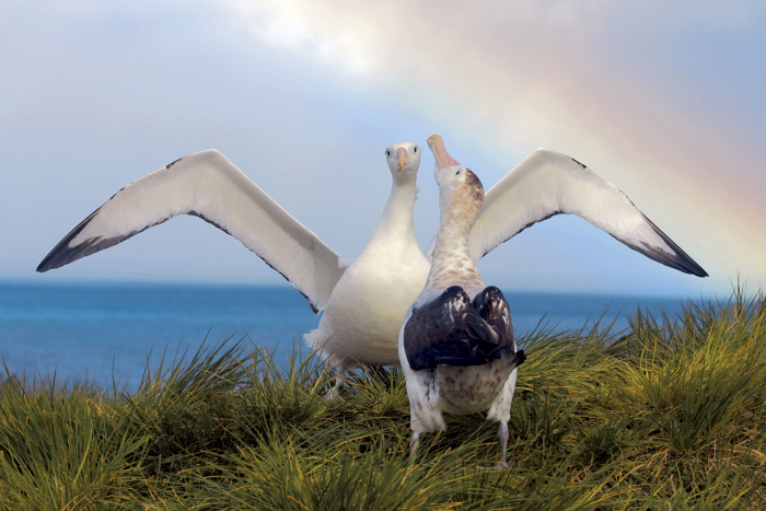 Wildlife photography by Paul Nicklen