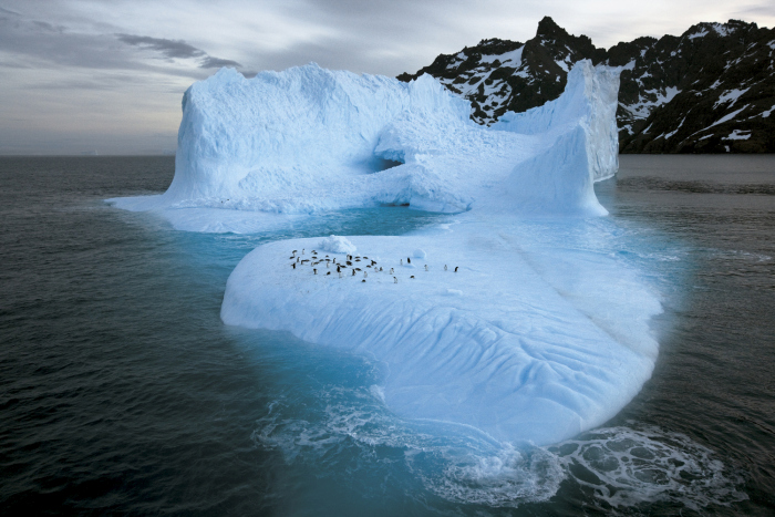 Wildlife photography by Paul Nicklen