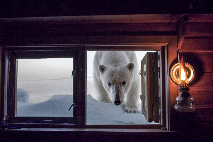 Wildlife photography by Paul Nicklen