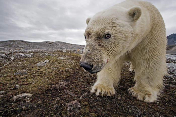 Wildlife photography by Paul Nicklen