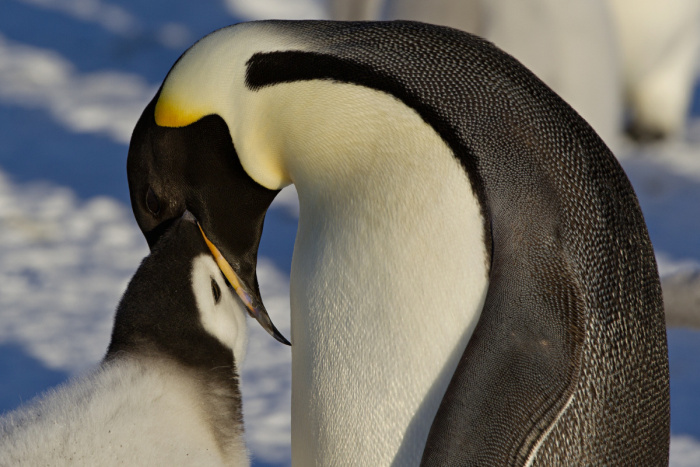 Wildlife photography by Paul Nicklen