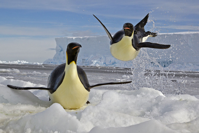 Wildlife photography by Paul Nicklen