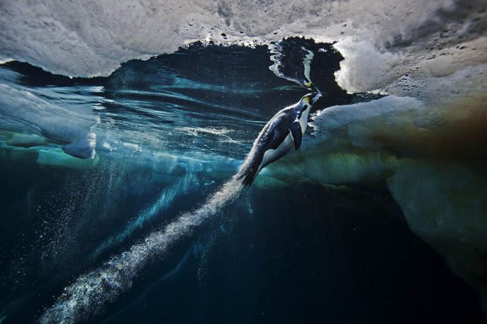 Wildlife photography by Paul Nicklen