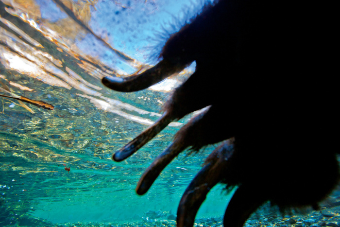 Wildlife photography by Paul Nicklen