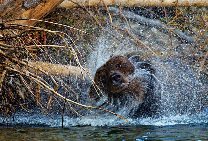 Wildlife photography by Paul Nicklen