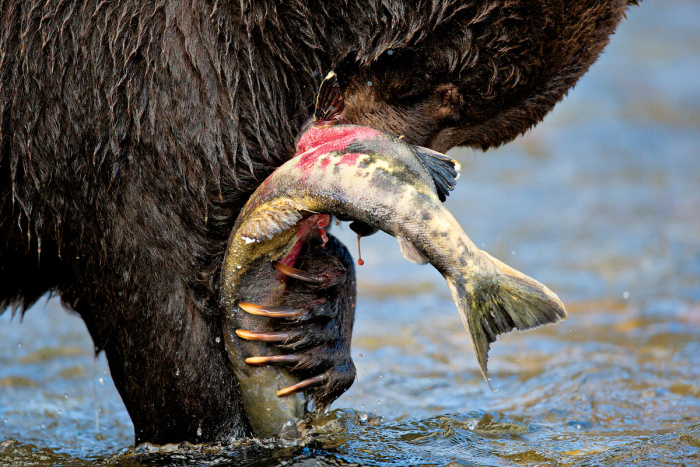 Wildlife photography by Paul Nicklen