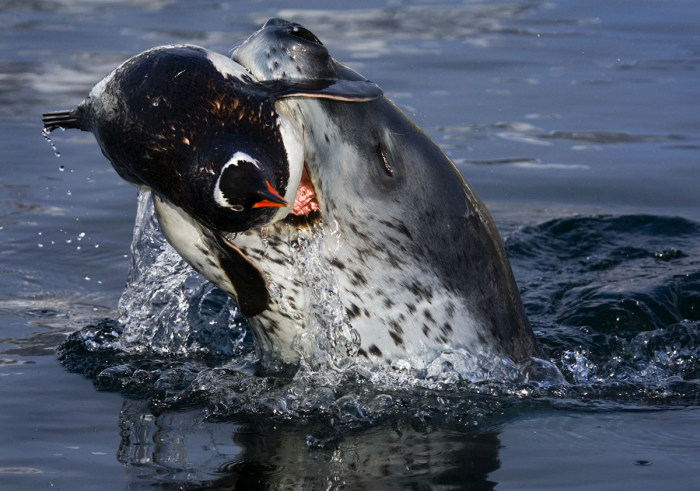 Wildlife photography by Paul Nicklen