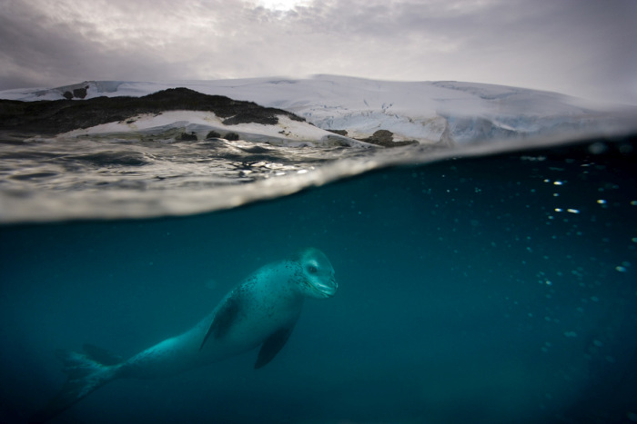 Wildlife photography by Paul Nicklen