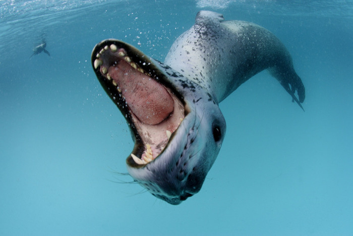 Wildlife photography by Paul Nicklen