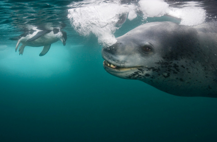 Wildlife photography by Paul Nicklen