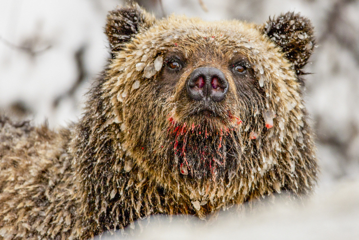 Wildlife photography by Paul Nicklen