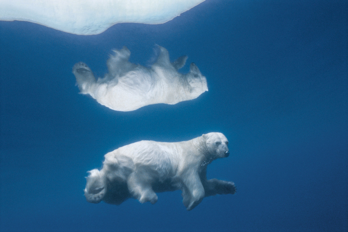 Wildlife photography by Paul Nicklen