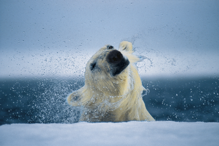 Wildlife photography by Paul Nicklen