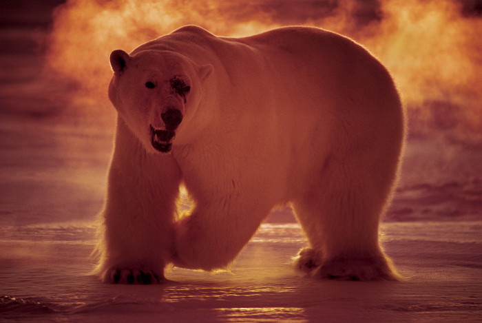 Wildlife photography by Paul Nicklen
