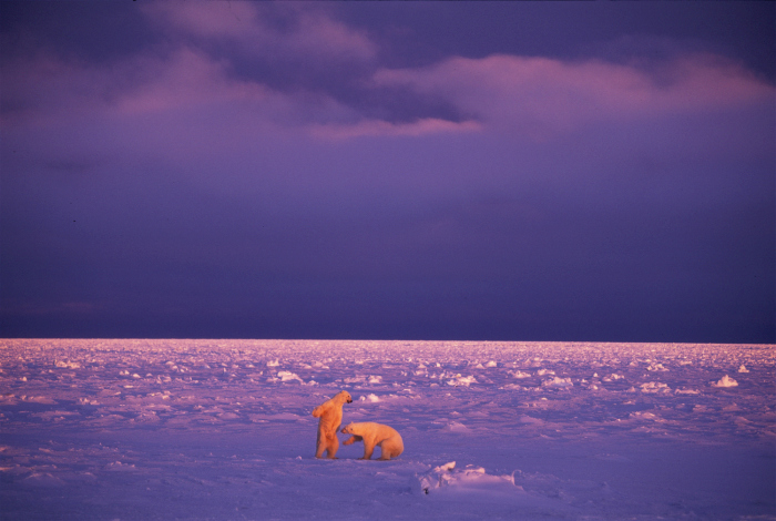 Wildlife photography by Paul Nicklen