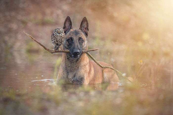 owl and dog friends