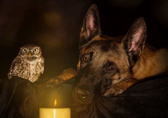 owl and dog friends