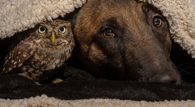 owl and dog friends