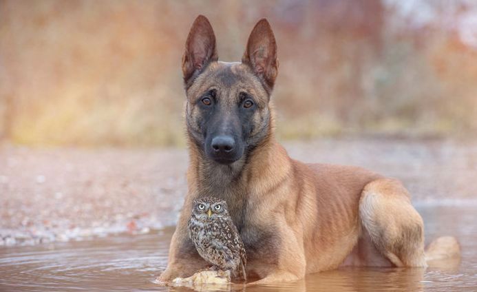 owl and dog friends