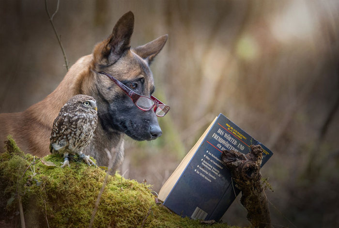 owl and dog friends