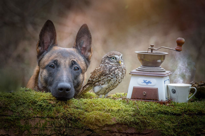 owl and dog friends
