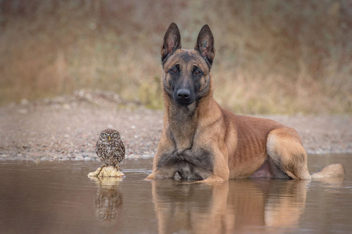 owl and dog friends