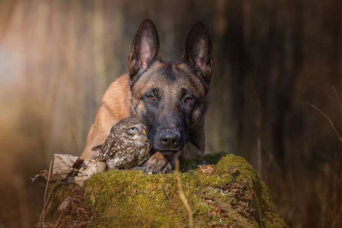 owl and dog friends