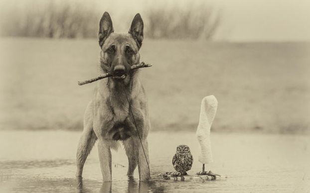 owl and dog friends