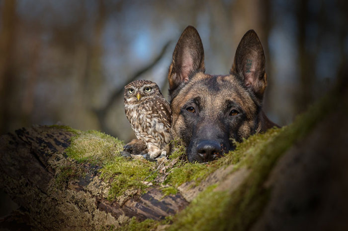 owl and dog friends