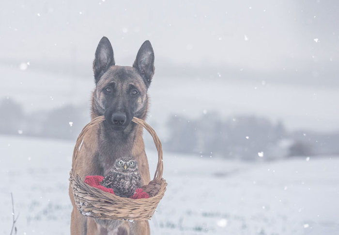 owl and dog friends