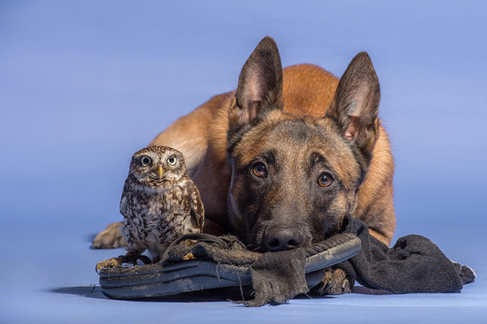 owl and dog friends