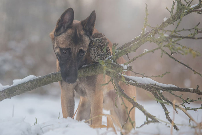 owl and dog friends