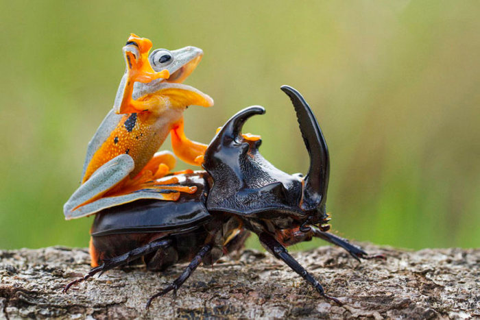 frog riding a beetle