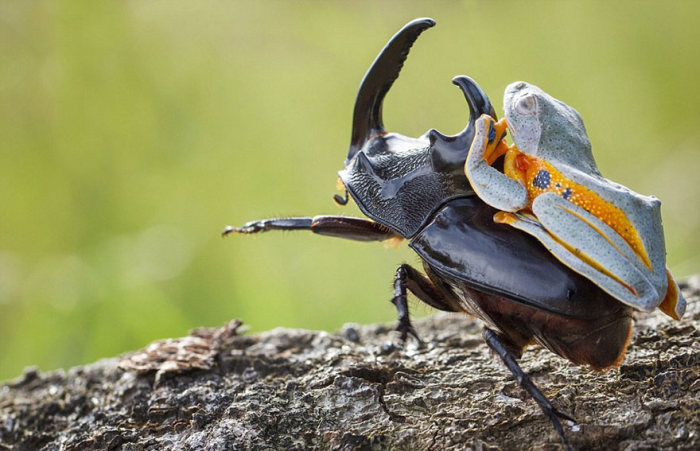 frog riding a beetle