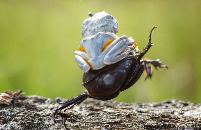 frog riding a beetle